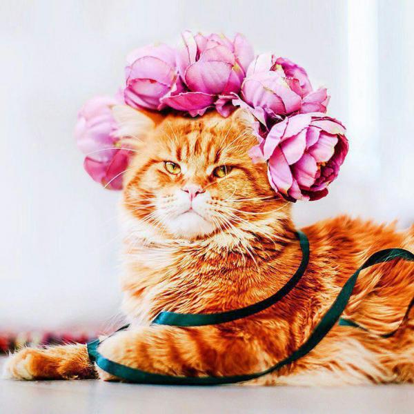 عکاسی از گربه | عکس,جالب